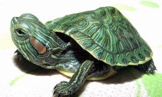 小巴西龟2～3厘米吃什么食物
