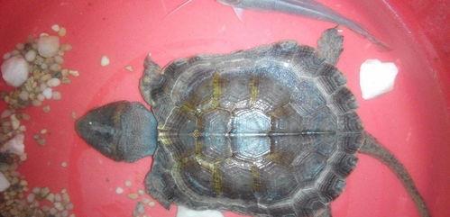 巴西龟怎么培养成绿毛龟