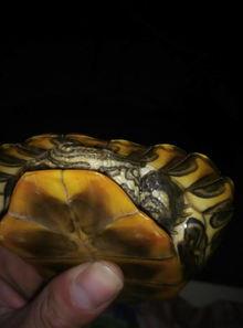 巴西龟红耳龟怎么分公母