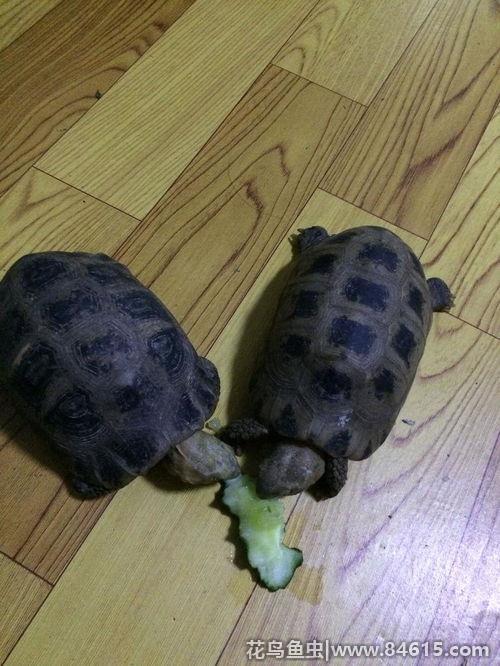缅甸陆龟是国家几级保护动物