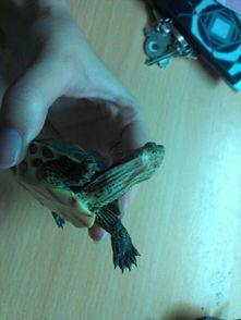捡了一只6斤的中华花龟