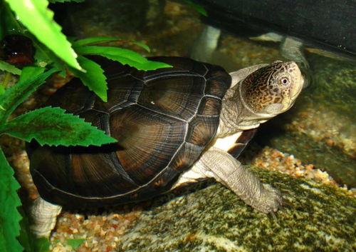 黑颈乌龟属于几级保护