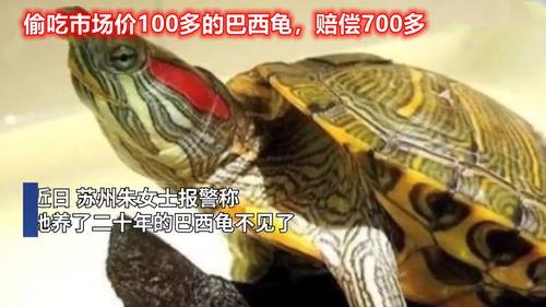 红耳巴西龟喜欢主人的表现