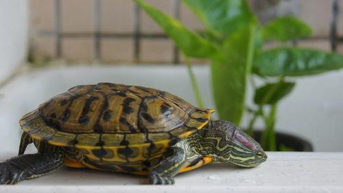 红耳巴西龟饲养方法