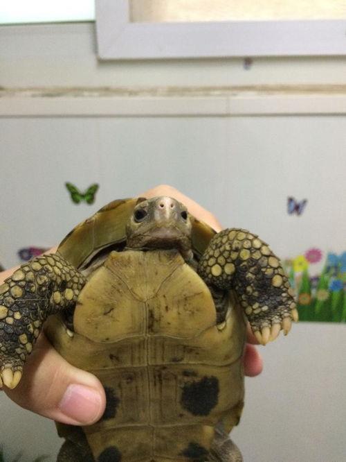 缅甸星龟是保护动物吗