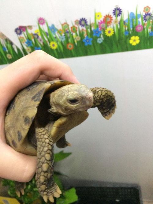 红耳巴西龟是保护动物吗