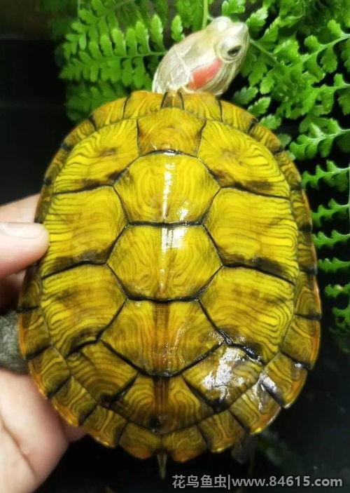 巴西红耳龟能活多久寿命