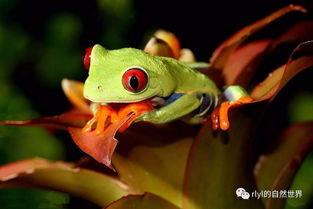 红眼树蛙能长多大