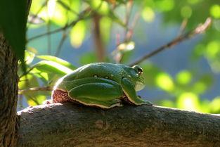 大泛树蛙是保护动物吗