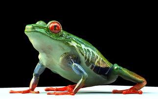 红眼树蛙是保护动物吗