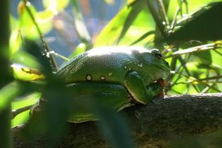 大泛树蛙属于保护动物吗