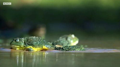 非洲牛蛙怎么才能人工繁殖
