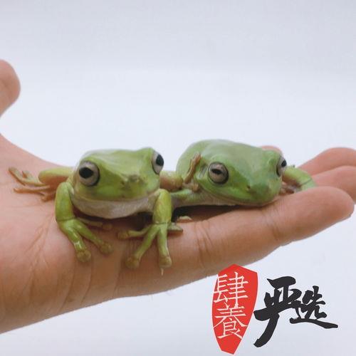 角蛙和树蛙能一起养吗