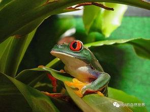 红眼树蛙是保护动物吗