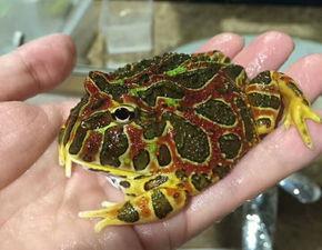 世界上最贵的角蛙