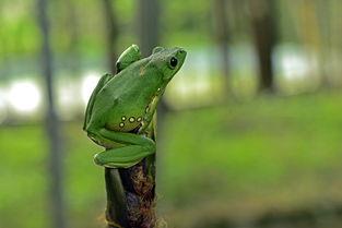 斑腿泛树蛙是保护动物吗