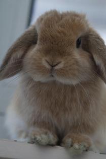 垂耳兔(十大最漂亮的兔子品种)