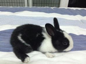 荷兰兔多少钱一只幼崽(一个月的公羊兔幼崽图片)