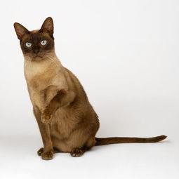 缅甸猫标准(CFA缅因猫品种标准详解)