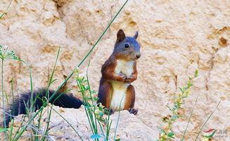 雪地松鼠是国家保护动物吗(科学家禁止复活的九种动物)