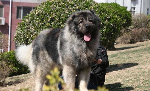 900斤高加索犬(巨型藏獒王460斤)