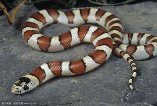 奶蛇和珊瑚蛇(贵州人叫的岩斑是什么蛇)