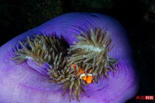 小丑鱼与珊瑚的关系(小丑鱼为什么喜欢在珊瑚里钻来钻去)