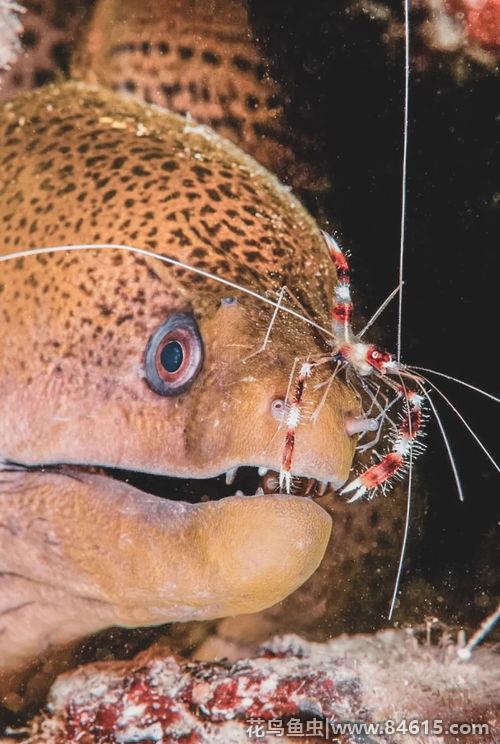 斑点海鳗(身上有斑点的鳗鱼叫什么)