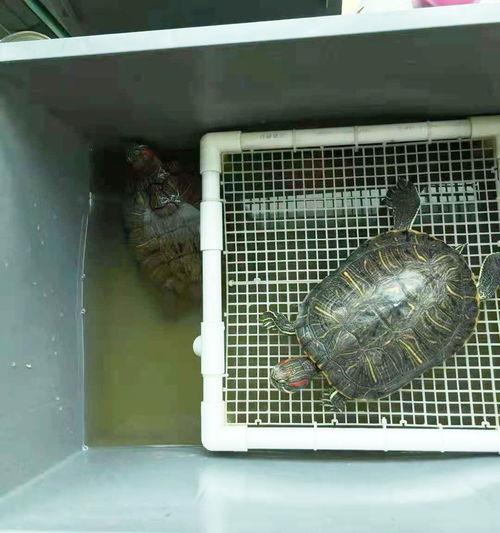 巴西龟有毒吗新闻报道(巴西龟是国家二级保护动物吗)