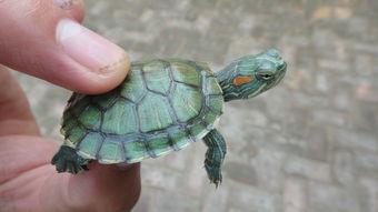 红耳巴西龟资料大全(黄耳巴西龟和红耳巴西龟的区别)