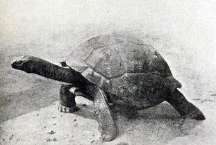 塞舍尔巨龟(迄今为止最老的龟)