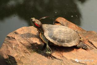 不小心把巴西龟放生到河里犯法吗(可以把巴西龟放生到小区的池塘里吗)