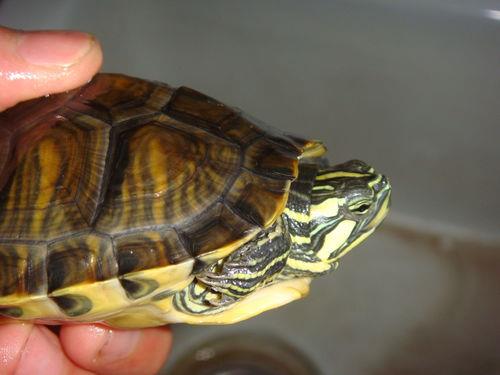红耳巴西龟有几种(黄耳巴西龟和红耳巴西龟的区别)