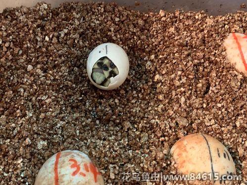 缅甸星龟多大可以繁殖(缅甸星龟和印度星龟的区别)