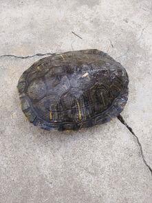 巴西红耳龟能长多长(红耳巴西龟一般的寿命有多长)
