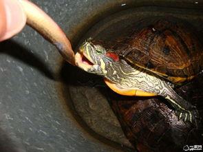 巴西红耳龟怎么养才能生蛋(巴西龟伸头盯着主人看是什么意思)