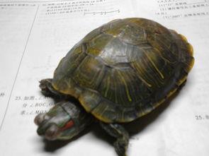 巴西红耳龟有什么用(建议穷人养的10种深水龟)