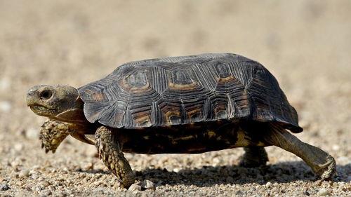 7种最有灵性的龟排名(建议穷人养的10种深水龟)