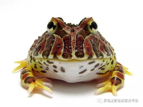 钟角蛙和绿角蛙哪个凶(国产钟角蛙和进口钟角蛙)