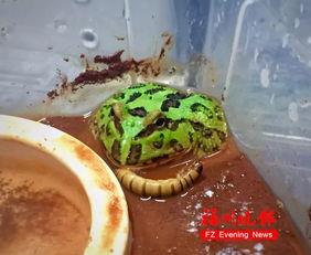钟角蛙和绿角蛙的区别(钟角蛙和霸王角蛙哪个大)